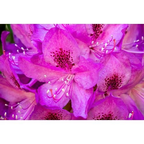 Horton, Janet 아티스트의 Issaquah-Washington State-USA Deep Pink rhododendron in bloom 작품입니다.